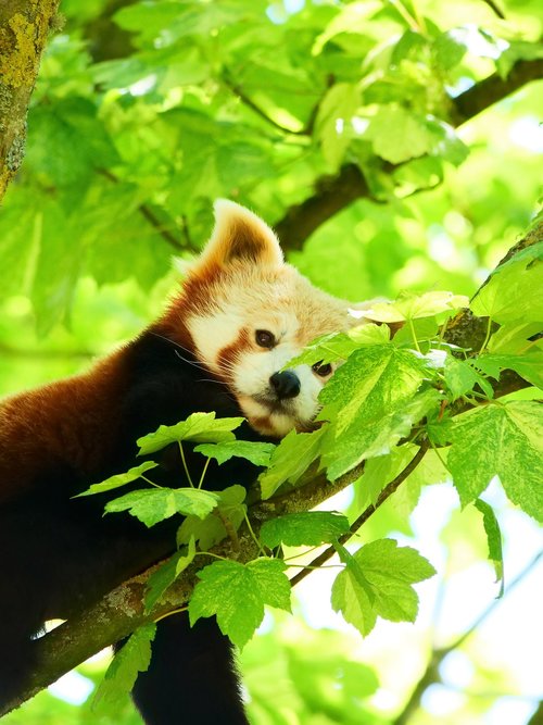 red panda  panda  wildlife