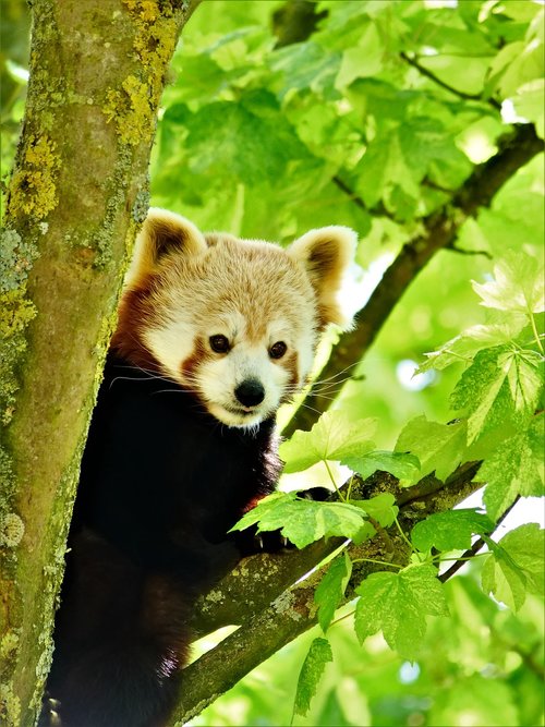 red panda  panda  wildlife