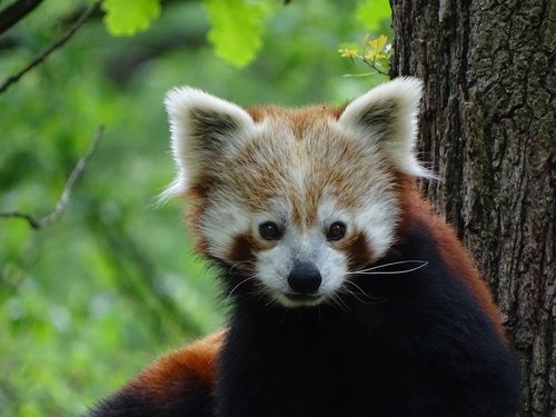 red panda  zoo brno  mammal