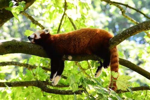 red panda  sleeping on branch  china