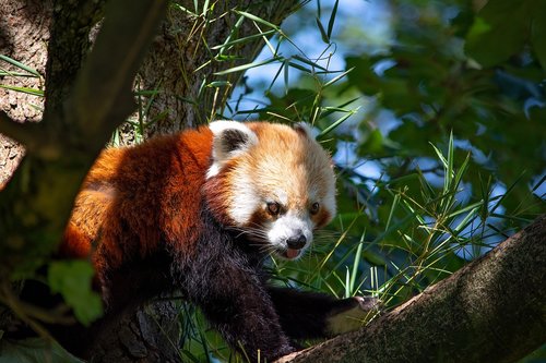 red panda  panda  bear cat