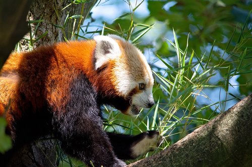 red panda  panda  bear cat