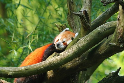 red panda  mammal  animal