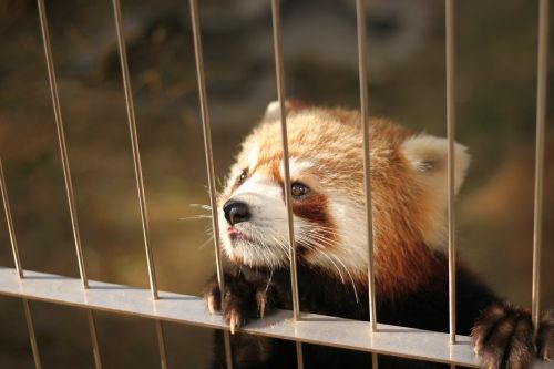 red panda zoo cute animals