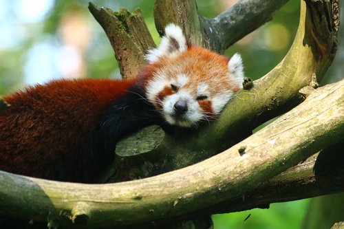 red panda  animal  cute