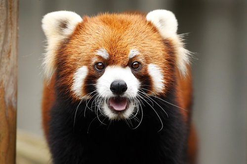 red panda  animal  cute