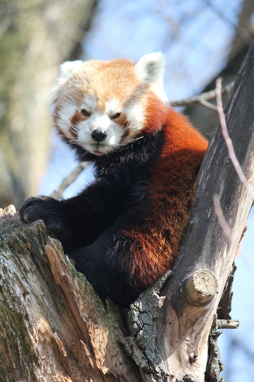 red panda  tree  animal