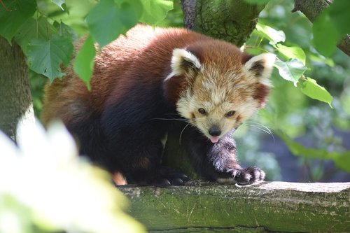 red panda  asia  animal