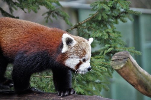red panda  wild  animal