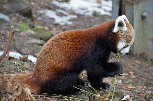 red panda  wild  animal