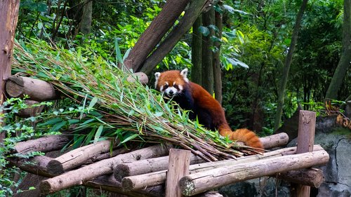 red panda  panda  animal