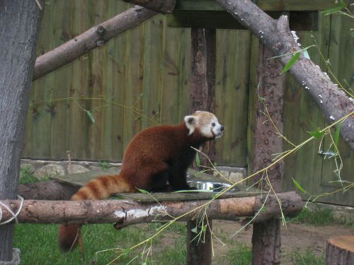 red panda nyíregyháza zoo