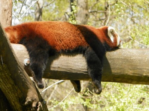 red panda panda animal