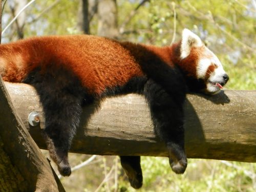 red panda panda animal