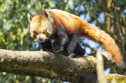 red panda wild nature