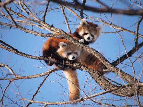red panda zoo cute