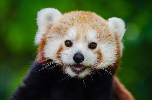 red panda lesser panda red bear-cat