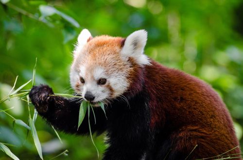 red panda lesser panda red bear-cat