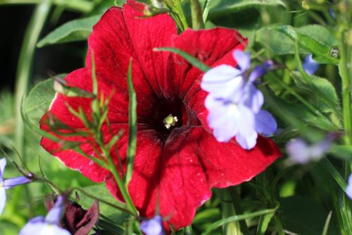 Red Pansy Flower
