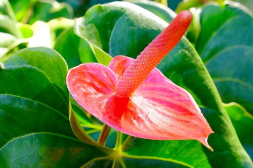 red peace lily flower flowers