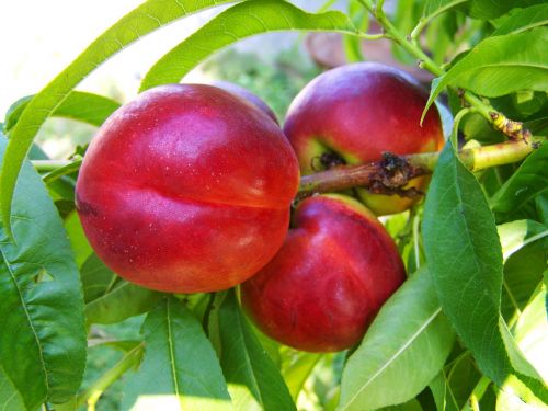 red peach ripe fruit summer