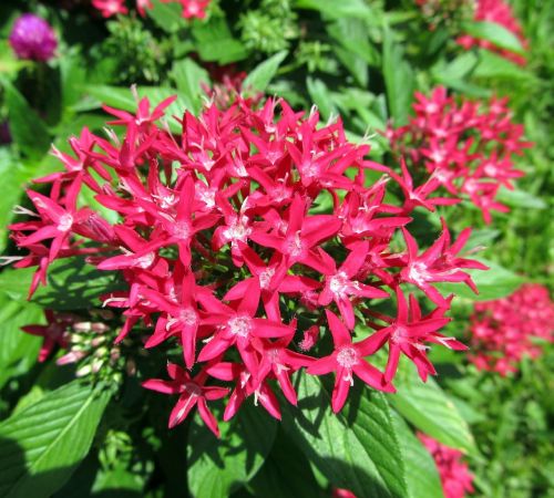 red pentas flowers bloom