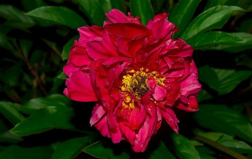 red peony bloom green