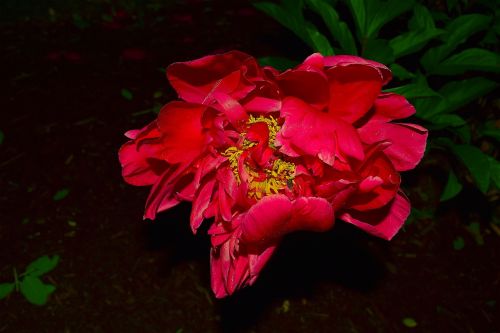 red peony dew rain