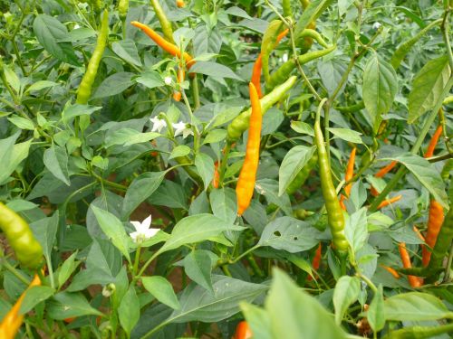 red pepper yellow gong pepper natural