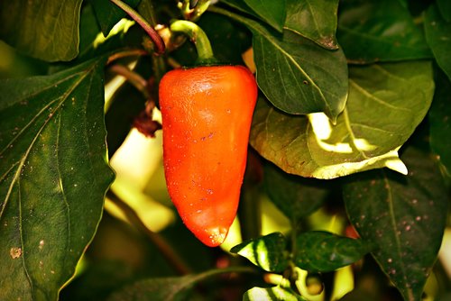 red pepper  vegetable  plant