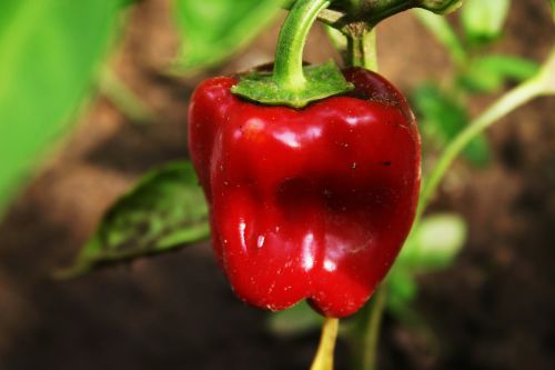 red pepper pepper vegetable
