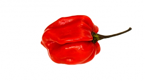 red pepper pepper vegetable