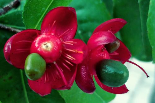 red petal seeds colorful