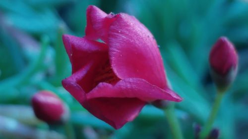 red petal flower blossom
