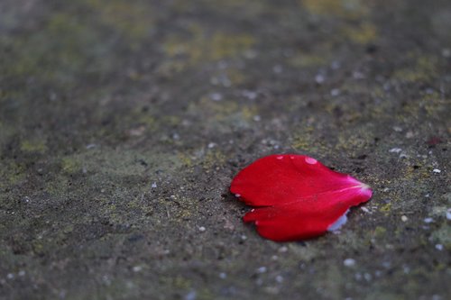 red petal  heart  under water