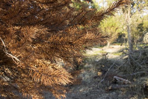 Red Pine Tree Needles
