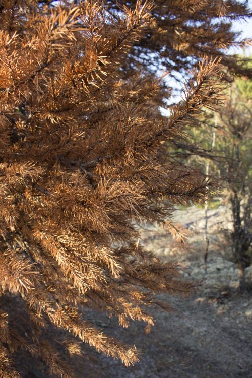 Red Pine Tree Needles