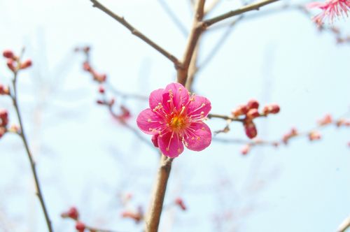 red plum plum spring flowers