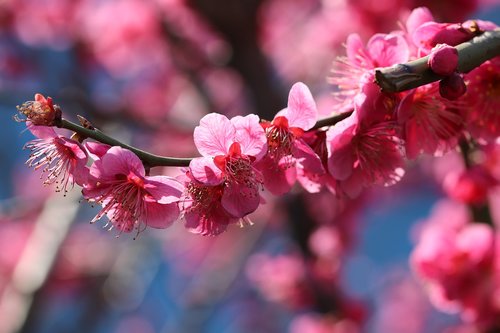 red plum  spring  spring flowers