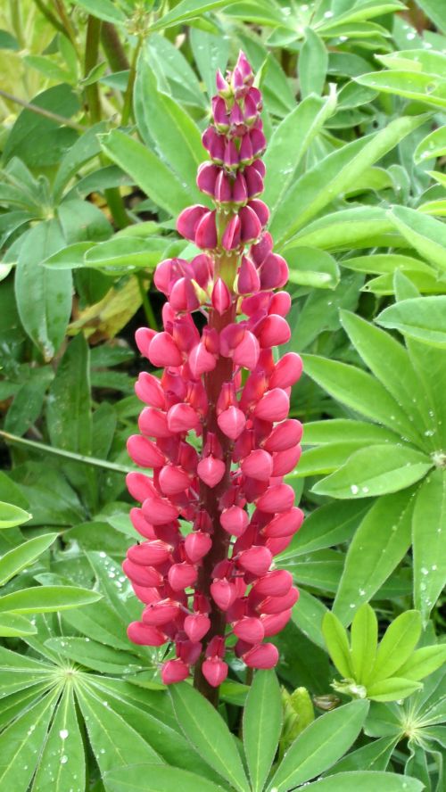 Red Pointed Flower