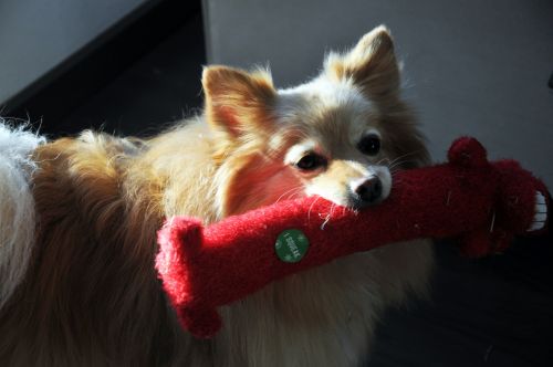 Red Pomeranian Dog With Toy