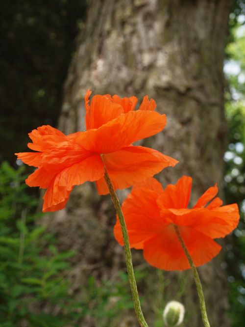 Red Poppies