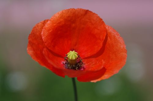 Red Poppy