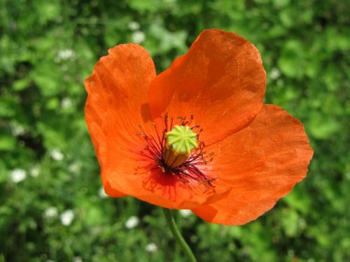 red poppy green flower