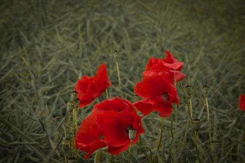 Red Poppy