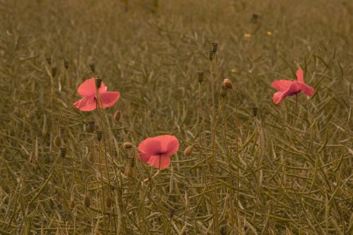 Red Poppy