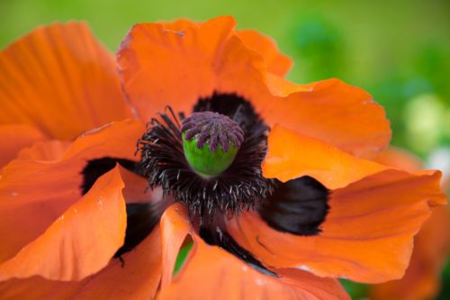 Red Poppy