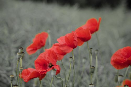 Red Poppy