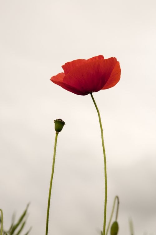 Red Poppy