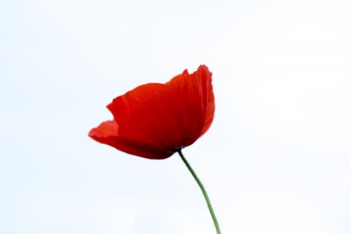 Red Poppy